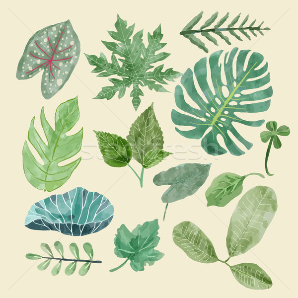 Botanical clipart Set of Green leaves, tropical plants. Stock photo © Margolana