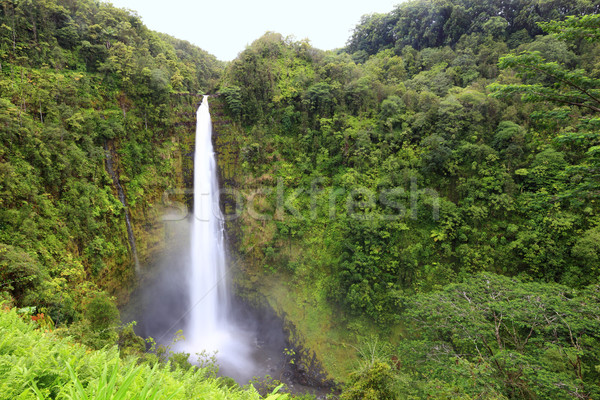 Waterfall - Akaka falls Hawaii Stock photo © Maridav