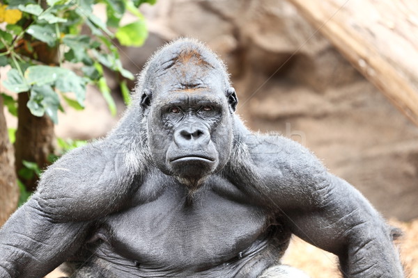 Gorilla - silverback gorilla Stock photo © Maridav
