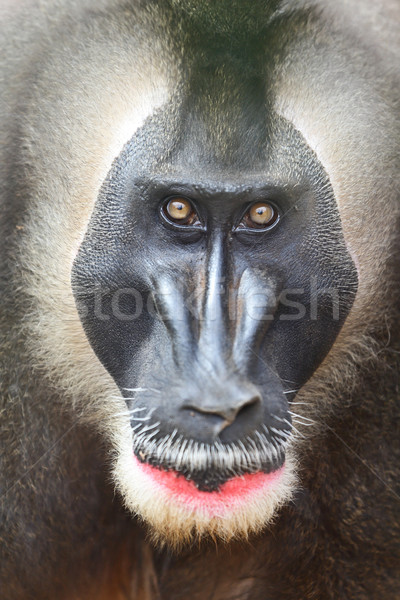 Matkap maymun erkek başpiskopos bakıyor öfkeli Stok fotoğraf © Maridav