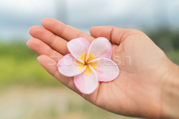 Woman showing fresh natural hawaiian pink flower Stock photo © Maridav