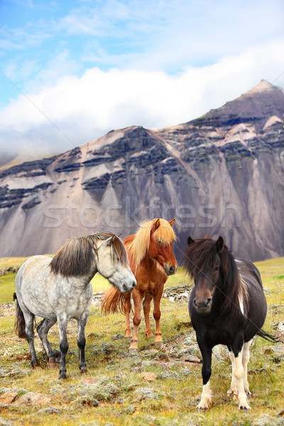 Icelandic Horses on Iceland nature landscape Stock photo © Maridav