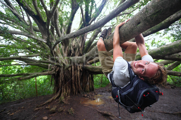 Banyan tree and hiker, Maui, Hawaii Stock photo © Maridav