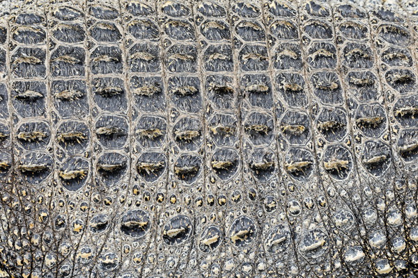 Background texture of crocodile alligator skin Stock photo © Maridav