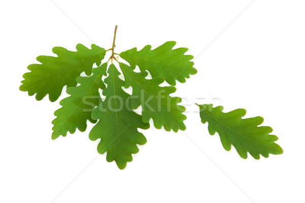 Oak Leaf Sprig Stock photo © marilyna