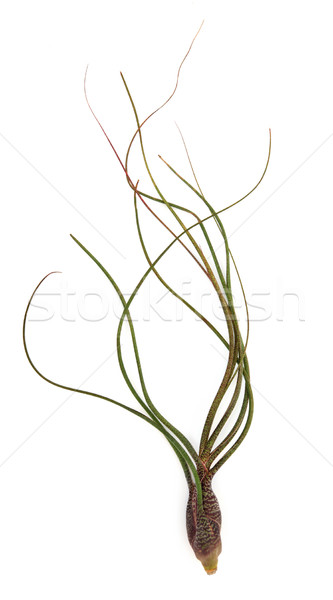 Pseudobaileyi Air Plant Stock photo © marilyna