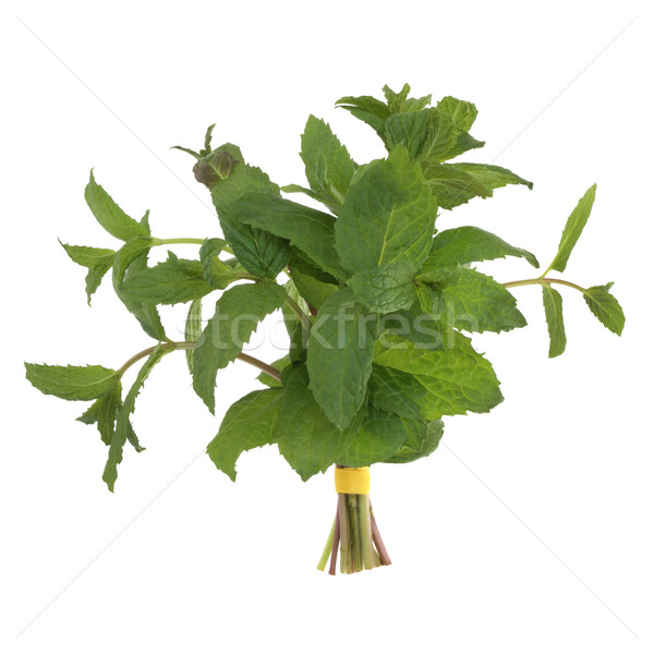 Cytryny balsam herb liści odizolowany biały Zdjęcia stock © marilyna