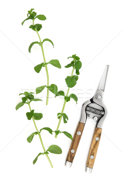 Pennyroyal Herb Stock photo © marilyna