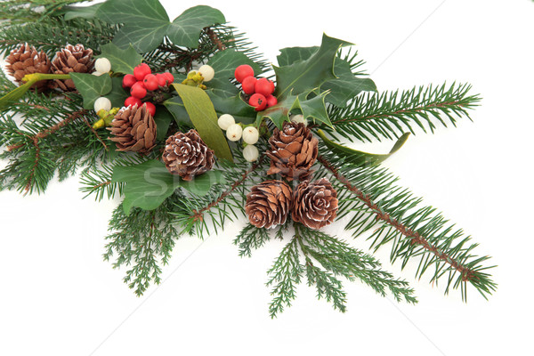 Сток-фото: декоративный · цветочный · отображения · Рождества · плющ