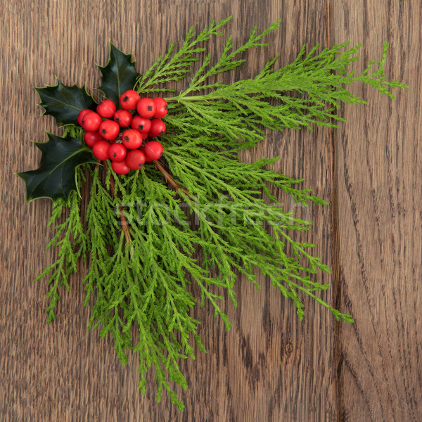 冬天 植物群 聖誕節 木 背景 紅色 商業照片 © marilyna
