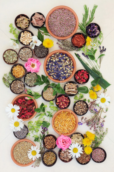 Stock photo: Healing Herbs and Flowers