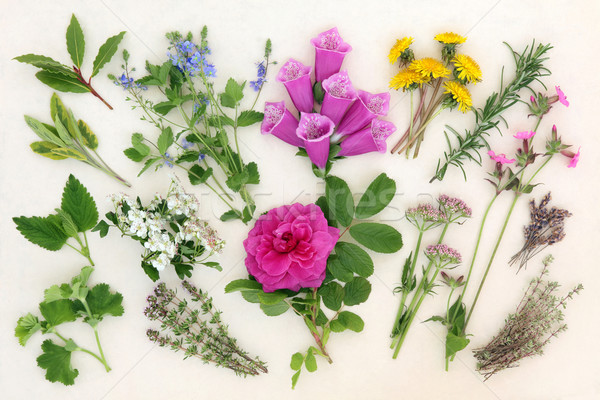 Naturopathic Herbs and Flowers Stock photo © marilyna