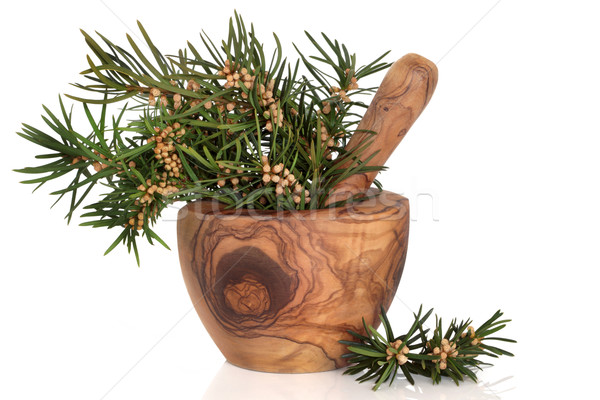 Yew Herb Leaves Stock photo © marilyna
