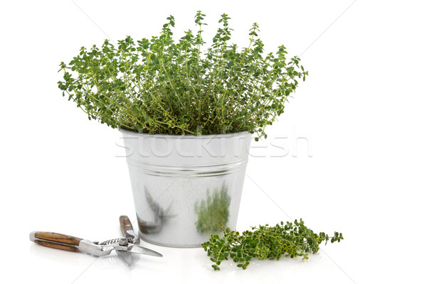 Pruning Thyme Herb Plant  Stock photo © marilyna