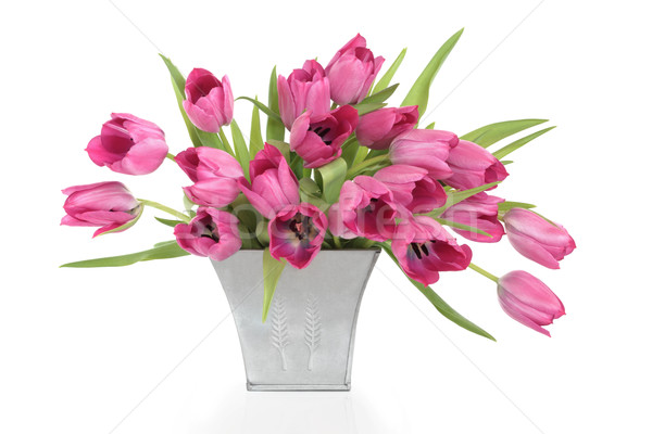 Pink Tulips Stock photo © marilyna
