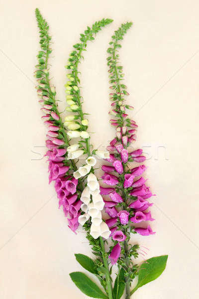 Stock photo: Foxglove Flowers