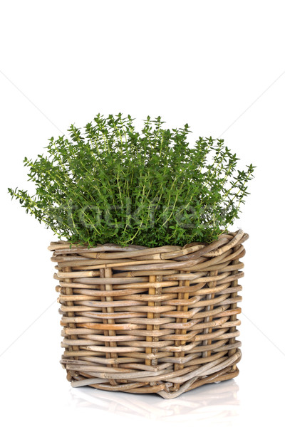 Thyme Herb Plant Stock photo © marilyna