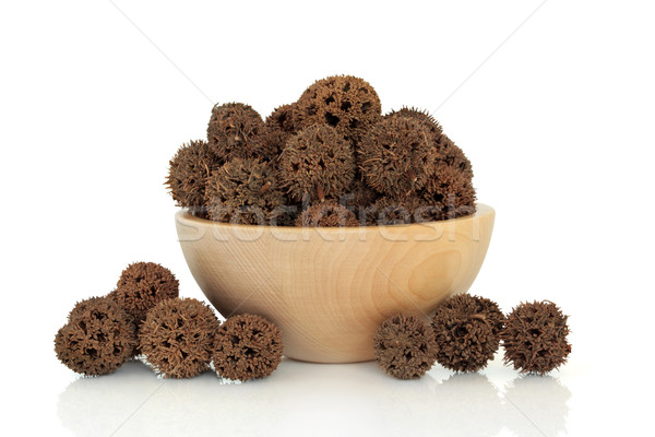 Sweetgum Fruit Stock photo © marilyna