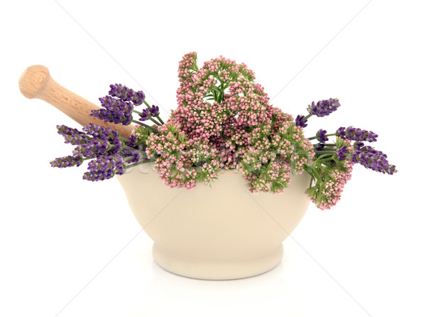 Lavender and Valerian Herb Flowers Stock photo © marilyna