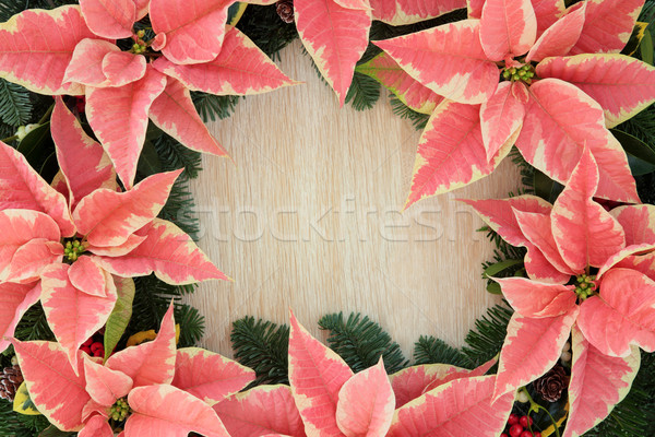 Poinsettia Flower Border Stock photo © marilyna