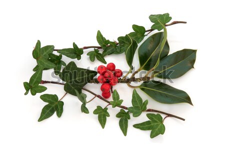 Holly Berry and Leaf Sprig Stock photo © marilyna