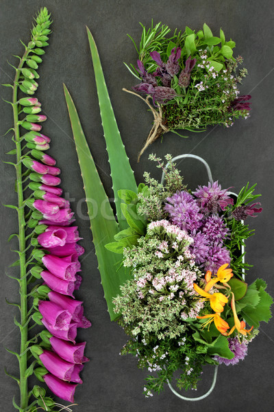 Stock fotó: Gyógynövények · virágok · gyógynövény · gyógynövény · virág · használt