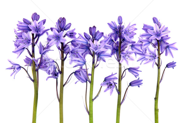 Bluebell Flowers Stock photo © marilyna