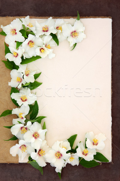 Philadelphus Flowers Stock photo © marilyna