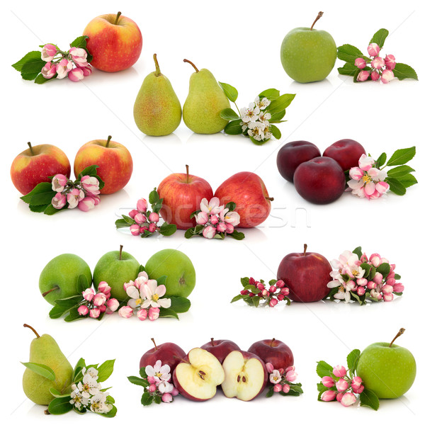 Fruct colectie mare măr păr pruna Imagine de stoc © marilyna