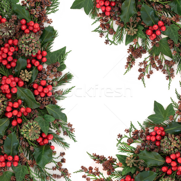 Zimą flora granicy christmas bluszcz jodła Zdjęcia stock © marilyna