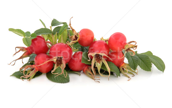 Rosa quadril fruto branco comida folha Foto stock © marilyna