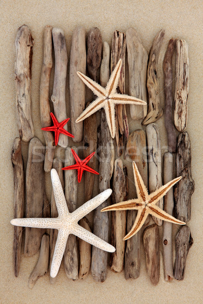 Beleza praia starfish concha troncos peças Foto stock © marilyna