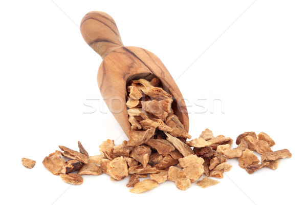 Chicory Root Stock photo © marilyna