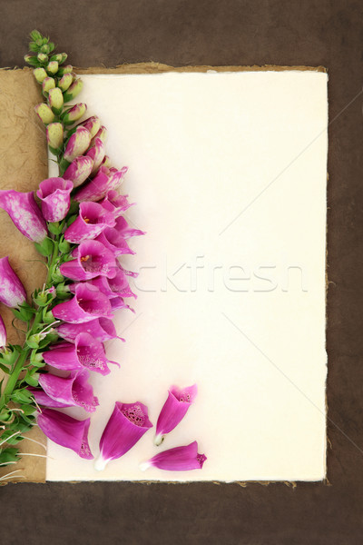 Foxglove Flower  Stock photo © marilyna
