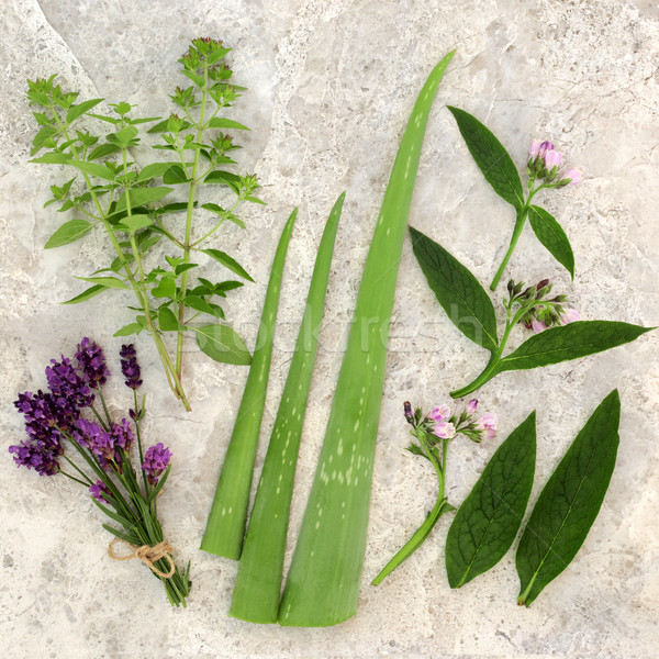 świeże zioła pielęgnacja skóry lawendy aloesu liści Zdjęcia stock © marilyna