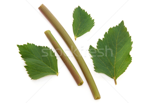 Angelica Herb Leaf and Stem Stock photo © marilyna