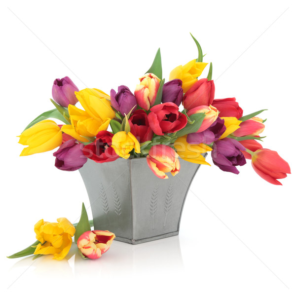 Tulpe Blumen Blume Anordnung Regenbogen Farben Stock foto © marilyna