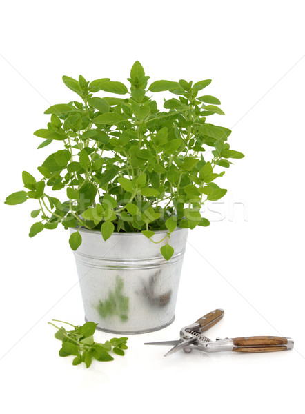 Marjoram Herb Plant Stock photo © marilyna