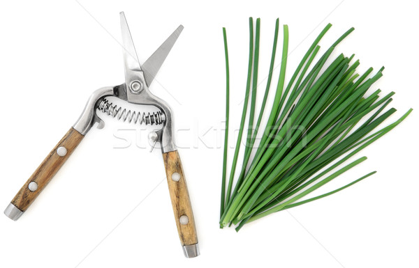 Chives Herb Stock photo © marilyna