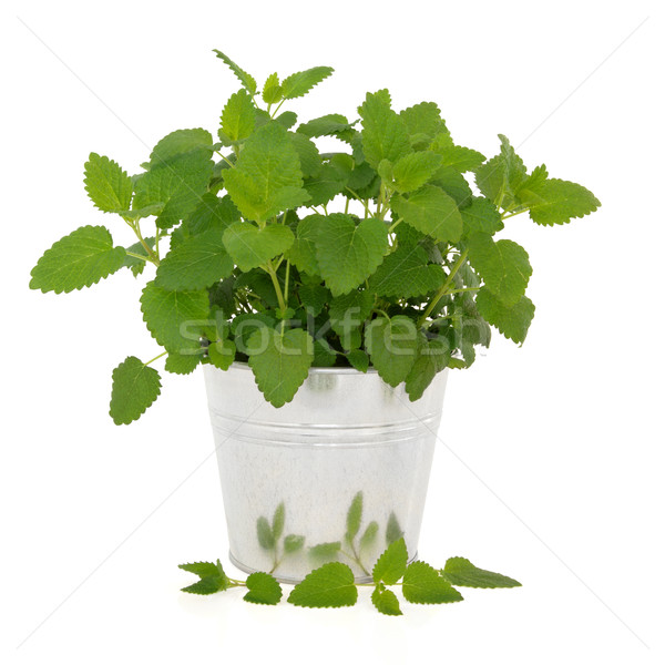 Stock photo: Lemon Balm Herb