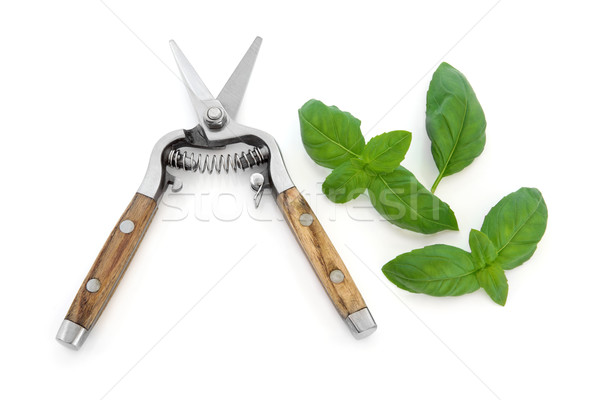 Basil Herb and Secateurs Stock photo © marilyna