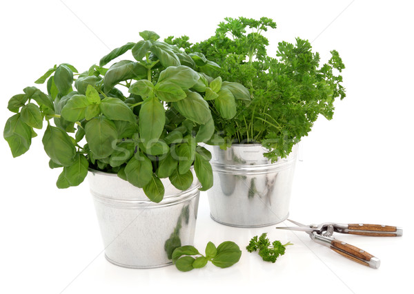 Kitchen Herbs Stock photo © marilyna