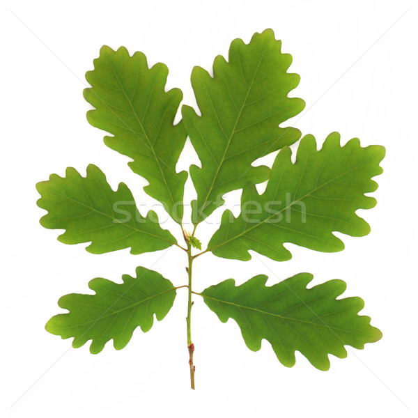 Oak Leaf Sprig Stock photo © marilyna