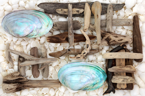 Seashell and Driftwood Abstract Stock photo © marilyna