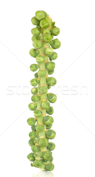 Sprouts on a Stalk Stock photo © marilyna