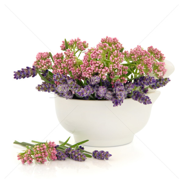 Valerian and Lavender Herb Flowers Stock photo © marilyna