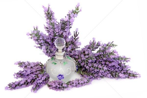 Lavender Flower Scent Stock photo © marilyna