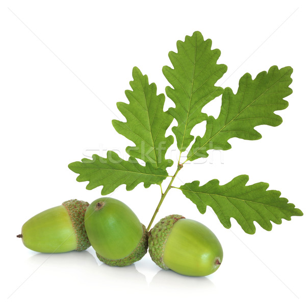 Acorns and Oak Leaf Sprig Stock photo © marilyna