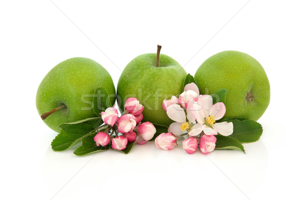 Stockfoto: Appel · vruchten · bloem · bloesem · geïsoleerd · witte