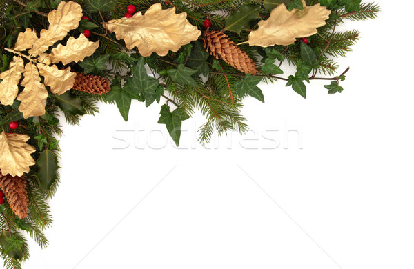 Zimą flora fauna granicy christmas bluszcz Zdjęcia stock © marilyna